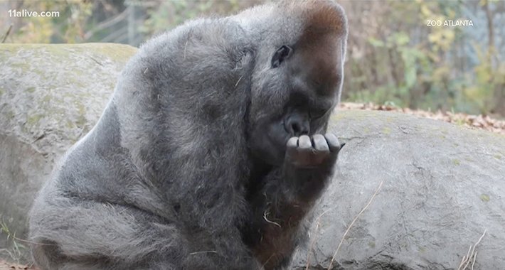 Gorile u ZOO vrtu zaražene koronom, kašlju, curi im nos i nemaju apetit
