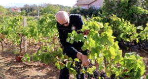 Hercegovačka vina cijenjena na svjetskom tržištu