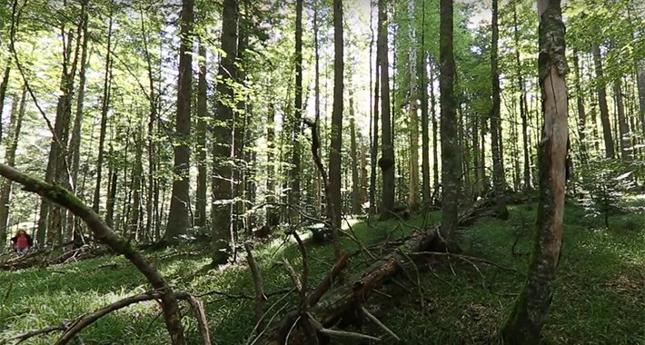 Za prašumski rezervat Janj u BiH malo ko je čuo, a sada je uvršten na llistu UNESCO-a