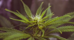 U Crnoj Gori predložen urugvajski model za legalizaciju marihuane