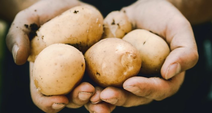 Koliko je zdravo jesti krompir?