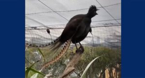 Ptica iz zoološkog vrta savršeno oponaša plač bebe koji “cijepa uši”