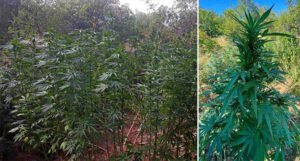 Pripadnici FUP-a pronašli veću plantažu marihuane, stabljike bile dužine do 2,5 metra