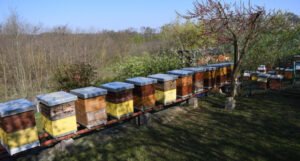 Pčelari traže pomoć kako bi zaštitili i afirmisali domaću proizvodnju