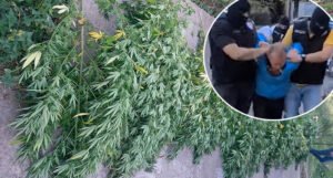 U BiH pronađena još jedna plantaža marihuane, uhapšene dvije osobe