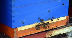 Područje Srebrenice idealno za pčelarstvo, ove godine bolji prinosi meda