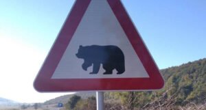 Po prvi put u BiH postavljen znak “medvjed na cesti – vozači, oprez”