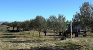 Berba maslina u Hercegovini: Urod za 30 posto manji, litar ulja 30 KM