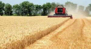 Klas: Ugovori sa dobavljačima pšenice stabilni i redovno se isporučuju narudžbe