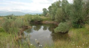 Istraživanja endemskih vrsta riba Livanjskog polja