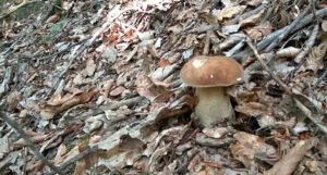 Proizvodnja gljiva u BiH ove godine podbacila, ali je izvoz premašio uvoz