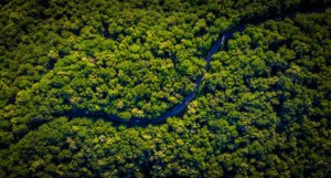 Više od stotinu svjetskih lidera potpisalo deklaraciju o prestanku krčenja šuma