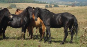 Nakon 40 godina obavljen direktan izvoz Bosanskog brdskog konja u Njemačku