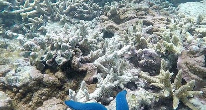 Studija otkriva dramatično izbjeljivanje koralja na Velikom koraljnom grebenu