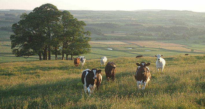 Jesu li krave zaslužile neslavnu titulu velike prijetnje okolišu?