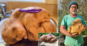 Uzgojili krompir težak skoro 8 kilograma