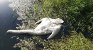 Pronađen mrtav labud: U BiH potvrđen slučaj ptičije gripe