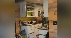 Muškarac u kuhinji zatekao medvjeda kako se časti piletinom