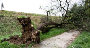 Jak vjetar srušio stablo, magistralni put bio blokiran