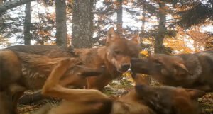 Nevjerovatan snimak: U Sloveniji uspjeli izbliza snimiti čopor vukova