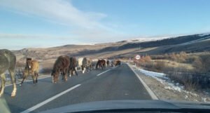 Upozorenje vozačima: Na putu Livno – Šuica učestali izlasci divljih konja na cestu
