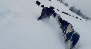 Elvir i Mirsad sa planine okovane snijegom spasili krdo od 51 konja