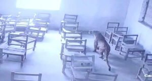 Objavljen snimak: Leopard ušao u školu i napao učenika