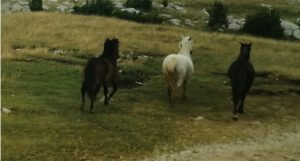 Traži se ko će obavljati stručni nadzor nad livanjskim divljim konjima