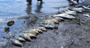 Analiza pokazala da je riba iz jezera Modrac opasna po ljudsko zdravlje!