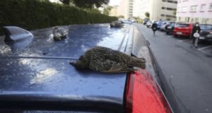 Ispred bolnice u isto vrijeme palo oko 200 mrtvih ptica, poznat i uzrok?