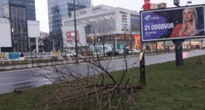 KJKP Park: Stablo u Sarajevu posječeno jer je narušavalo “vidokrug”