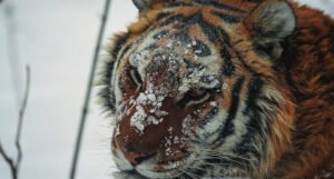 “Snježni pakao” ugrozio najveću divlju mačku na planeti
