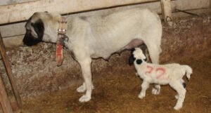 Neobičan prizor: Ženka psa kangala usvojila jagnje