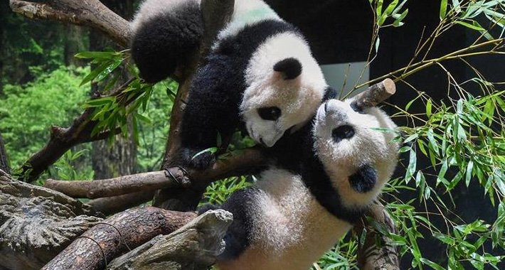 Mladunčadi džinovske pande rođene ljetos prvi put predstavljene javnosti