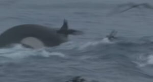 Prvi put snimljen napad orki na najveću životinju na zemlji