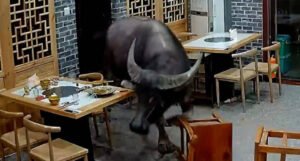 Bik uletio u restoran i napao muškarca