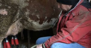 Brojne farme mlijeka su ugašene ili su pred gašenjem, otkupna cijena ista 20 godina