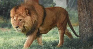 Lav pobjegao iz kaveza u zoološkom vrtu i ubio uposlenika