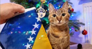Mačka iz BiH jedna je od najpopularnijih na svijetu: “Ona mi je promijenila život”