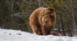 U Sloveniji se pojavio nenadani problem, tvrde da je medvjeda previše