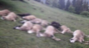 “Golfom” uletio u stado, ubio 17 ovaca i dva psa, povrijeđen i čobanin