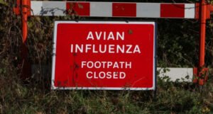 Vrlo rijedak slučaj ptičje gripe otkriven na jugozapadu Engleske