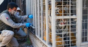 Zoološki vrt vakcinisao ugrožene životinjske vrste protiv korone