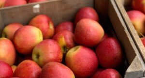 Domaće jabuke u hladnjačama, uvozne na policama