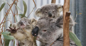 Australija stavila koale na listu ugroženih životinja