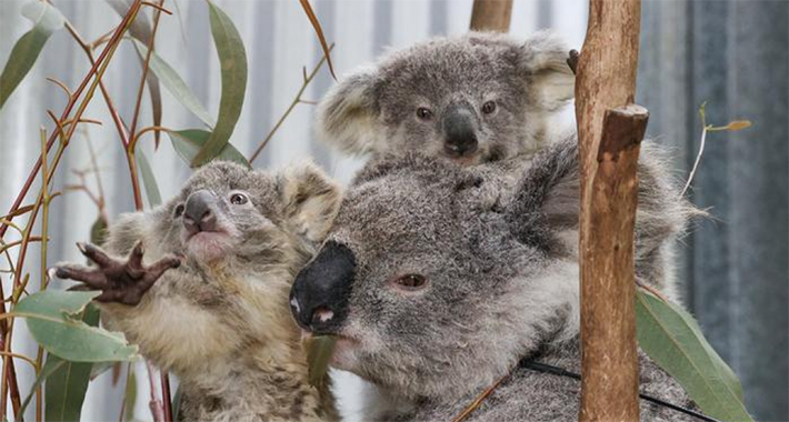 Australija stavila koale na listu ugroženih životinja