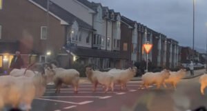 Divlje koze šetaju ulicama i tuku se na parkingu