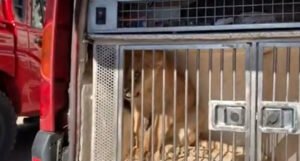 Podnesena kaznena prijava zbog krijumčarenja lava