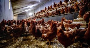 Nizozemska će eutanazirati 168 hiljada pilića zbog zaraze ptičijom gripom