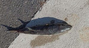 U moru u Hrvatskoj ulovljena jako otrovna i veoma rijetka riba